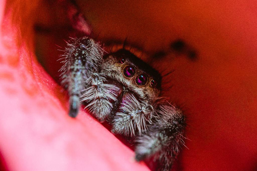 Домашние пауки: какие события предсказывают помощники домовых? Фото © Freepik / Wirestock