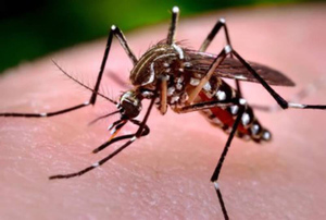 Первый за три года случай лихорадки денге выявлен в Амурской области