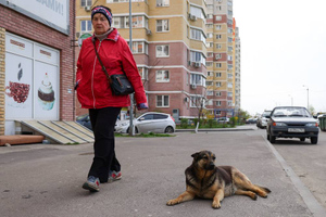 В Госдуме раскритиковали запрет на кормление бездомных животных на Кубани