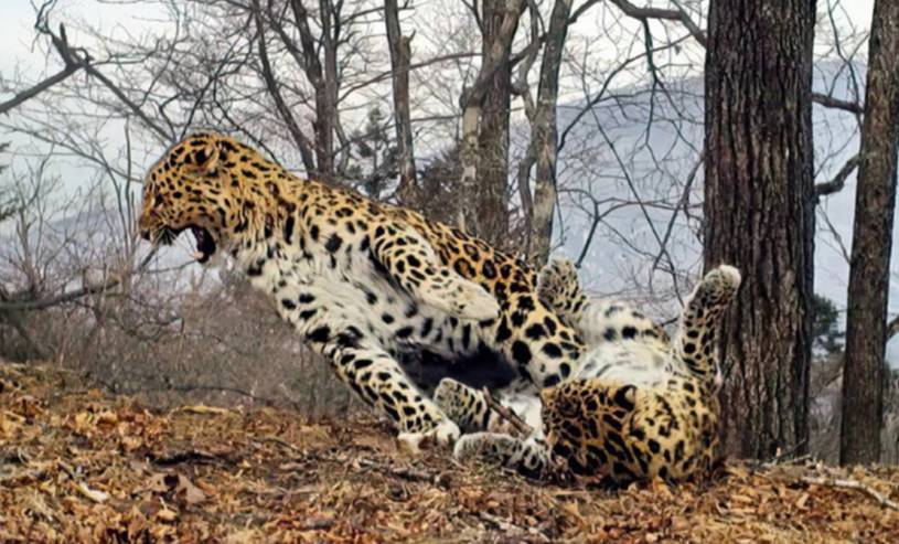 Леопард Валера с молодой избранницей. Фото © ФГБУ "Земля леопарда"