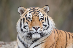 В ЕАО браконьер застрелил из охотничьего ружья амурского тигра и спрятал его останки в тайник