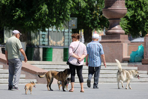 В Петербурге выступили против убийства бродячих псов из-за растерзанного стаей детдомовца