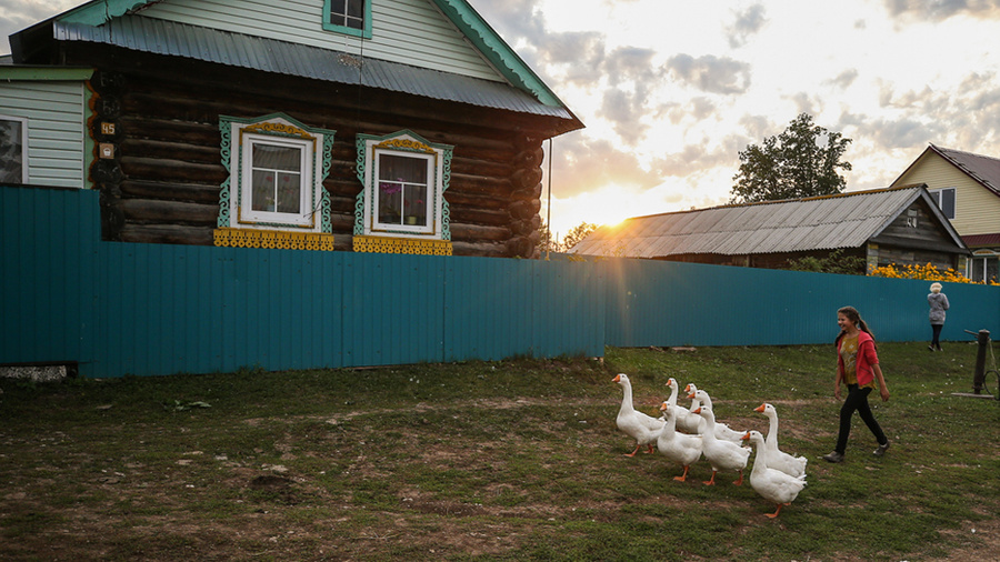 Разведение гусей на дачном участке. Обложка © ТАСС / Егор Алеев