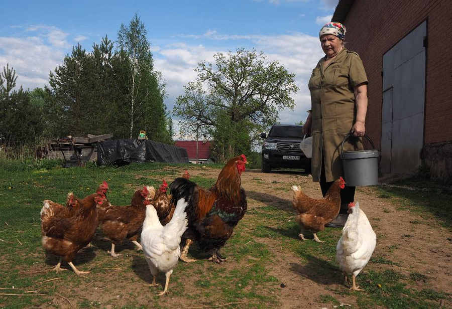 Разводить кур теперь можно на садовых и огородных участках. Фото © ТАСС / Сергей Николаев