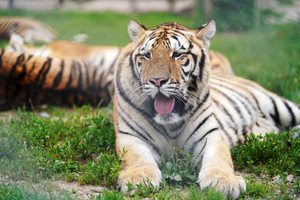 Экс-глава МИД Австрии вложилась в проекты по поддержке амурских тигров