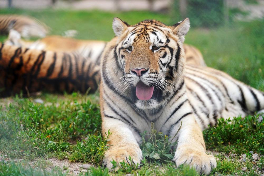 Амурский тигр. Обложка © ТАСС / Zuma