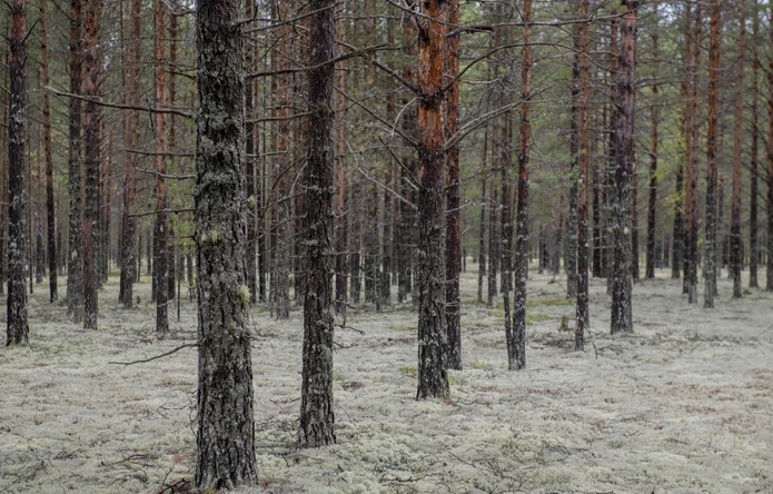 Тагильский лес. Фото © Ura.ru / Сергей Русанов