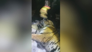 Решил закусить собакой: Под Хабаровском убивавшего скот тигра поймали на "месте преступления"