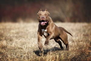 Осторожно, злая собака: Топ-5 самых агрессивных пород псов, по мнению кинологов