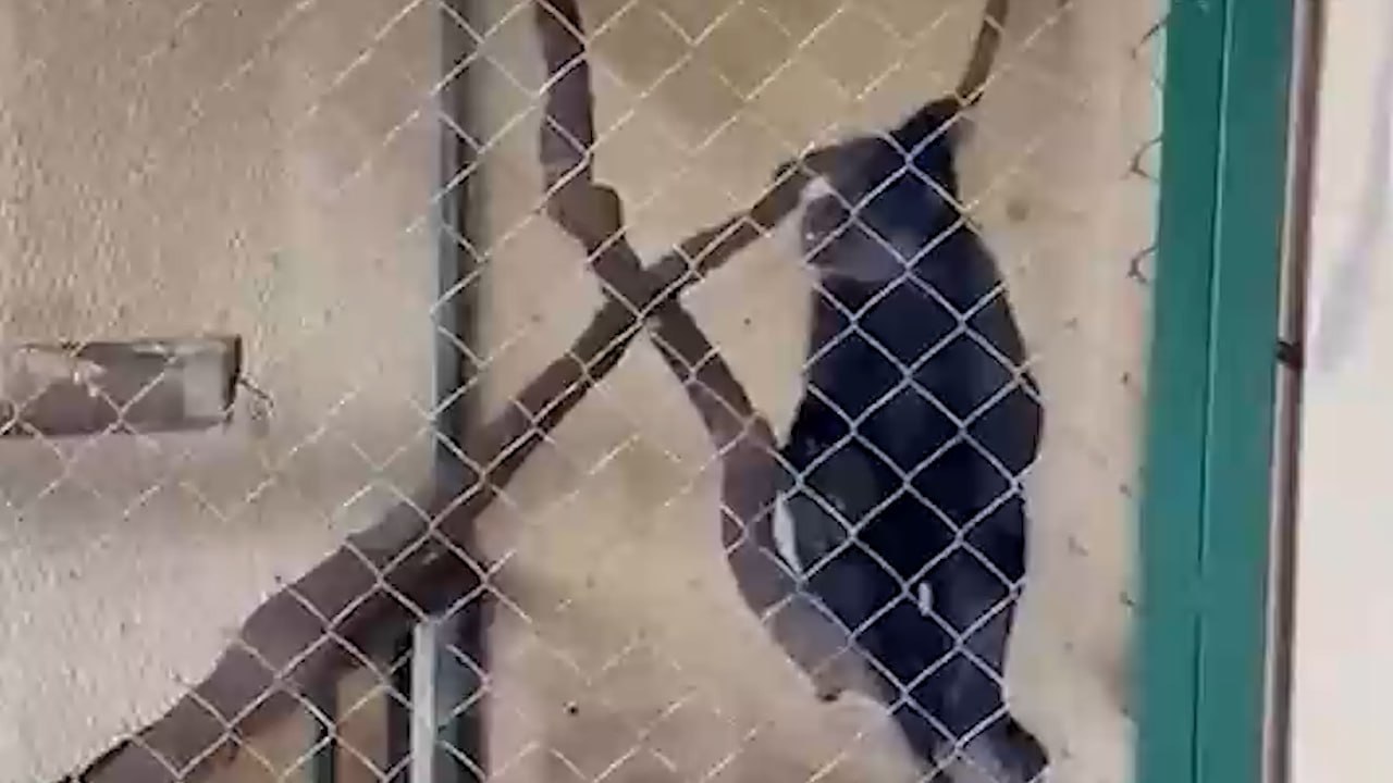 Малышка лишилась двух пальцев после нападения обезьяны в зоопарке в Новой Москве