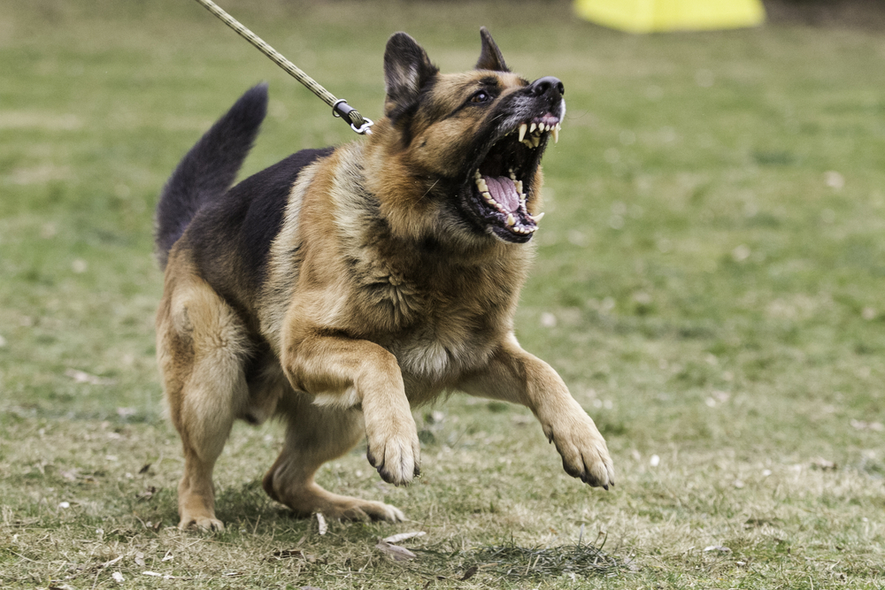 Самые агрессивные собаки в мире топ пород
