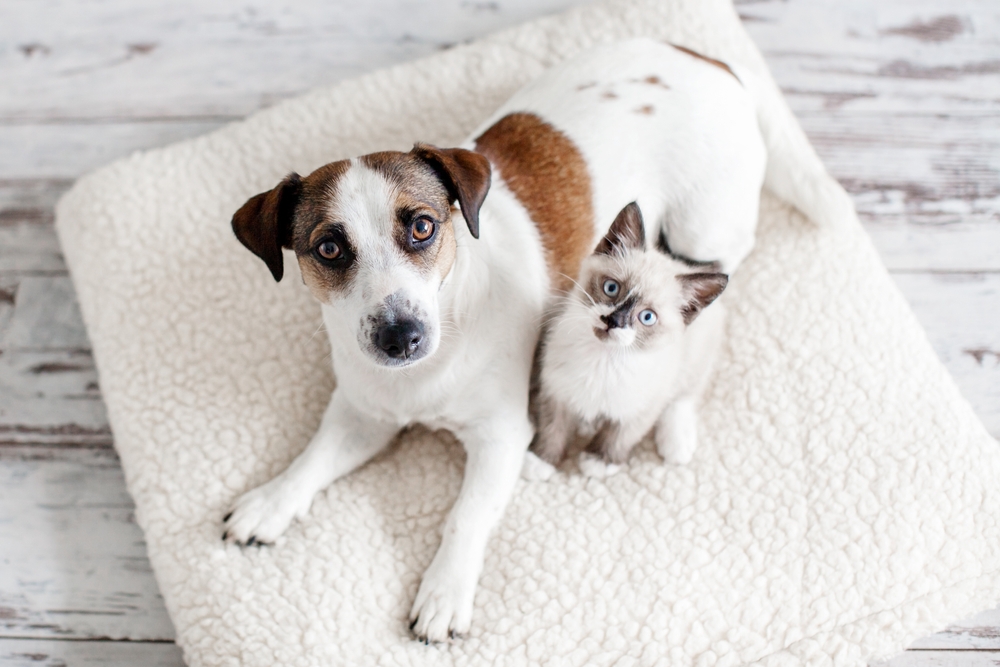Почему домашних животных нельзя называть человеческими именами. Фото © Shutterstock