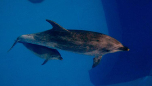 В Приморском океанариуме умер рождённый в неволе дельфинёнок