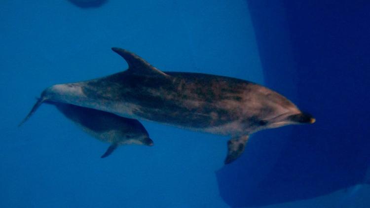 <p>Мама-дельфин с детёнышем. Фото © Приморский океанариум</p>