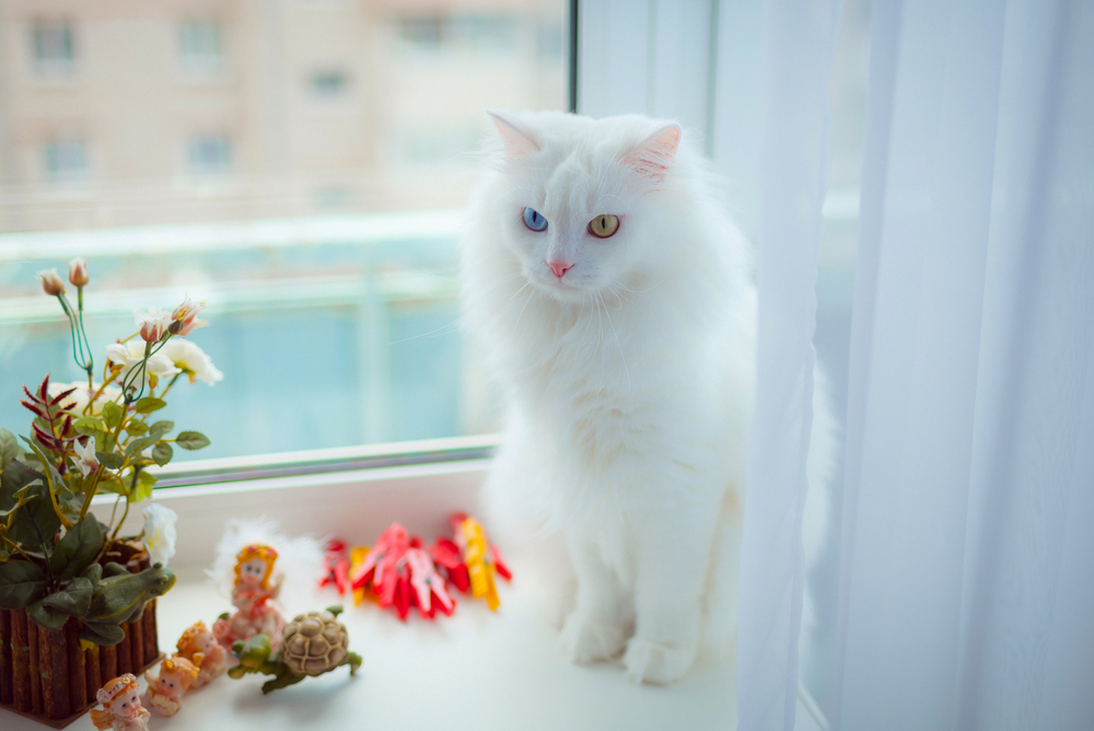 Порода кошек турецкая ангора. Фото © Shutterstock