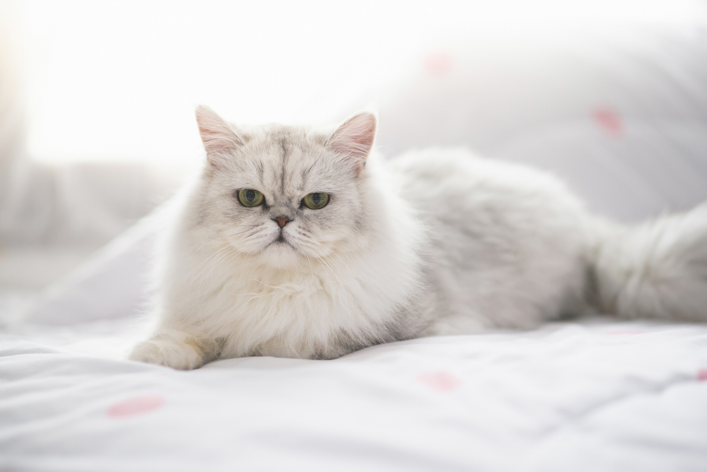 Порода кошек персидская часто встречалась в домах советских граждан. Фото © Shutterstock