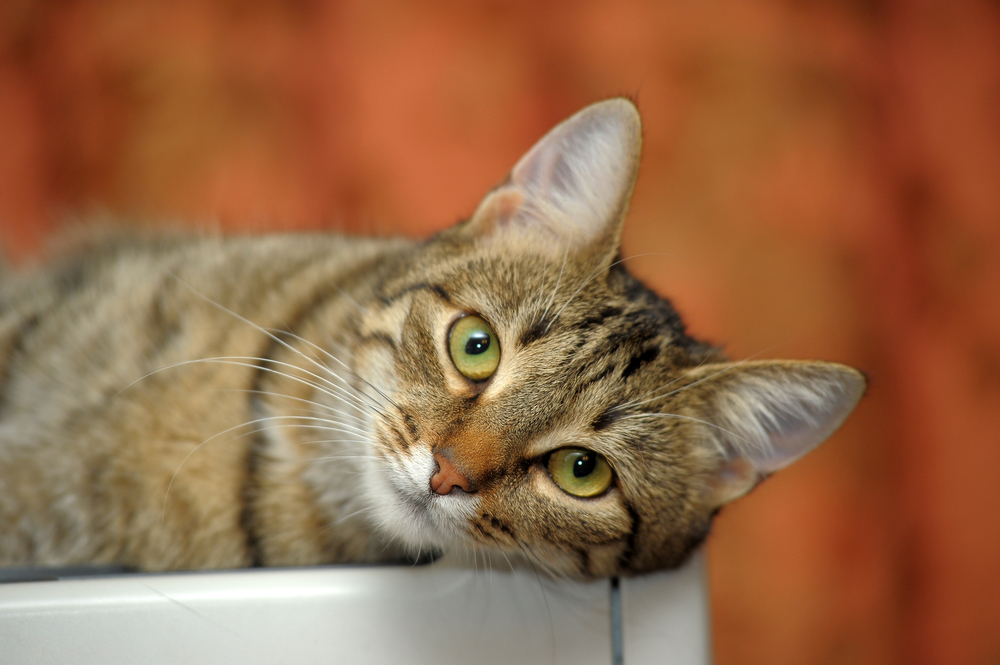 Какие породы кошек чаще всего встречались в СССР? Фото © Shutterstock