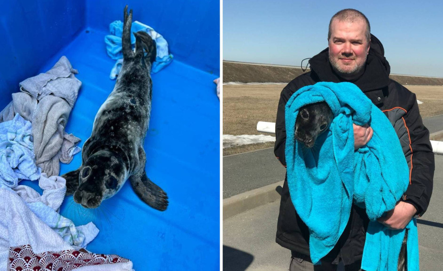 Спасённый тюленёнок. Обложка © Telegram / Водоканал Санкт-Петербурга