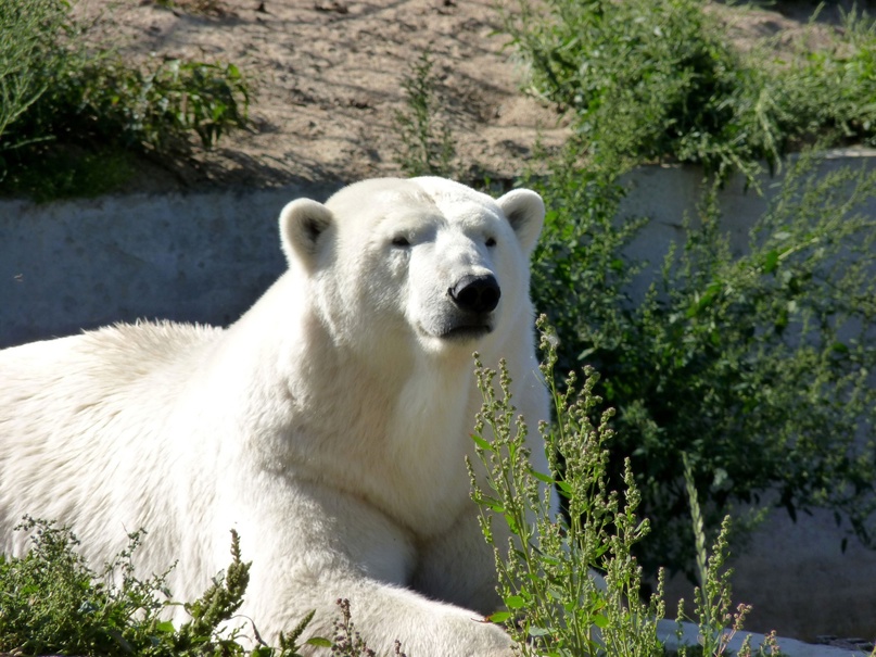 В российском зоопарке из-за инсульта утонула в бассейне белая медведица Забава