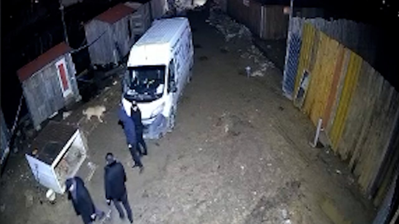В Новой Москве атаковали приют из-за предстоящей кастрации бездомной собаки