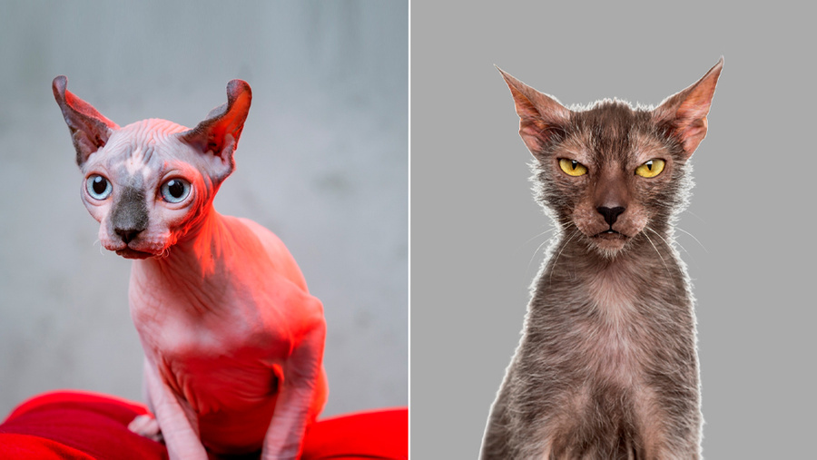 Эльф и ликой — самые страшные и уродливые породы кошек. Обложка © Shutterstock
