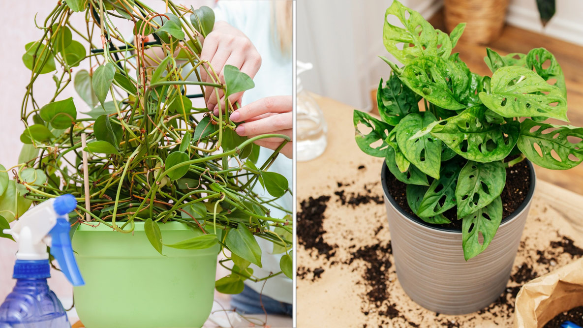 Неблагополучные домашние растения лиана и монстера. Фото © Shutterstock