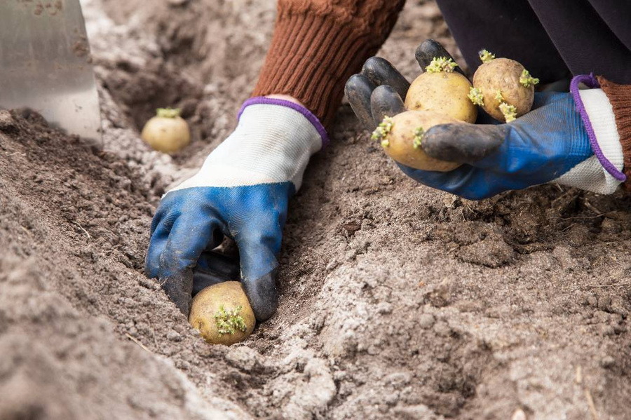 Лайф составил список лучших сортов картофеля на 2023 год. Фото © Shutterstock