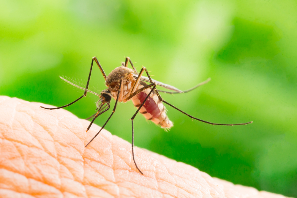 Учёные выявили три аромата, особенно привлекающие комаров