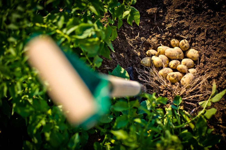 Холодный апрель и майские праздники сдвинули график посадки картошки во многих регионах России. Фото © Freepik / Wirestock