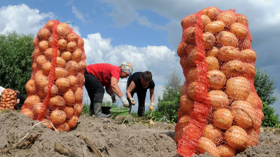 Благоприятный период для посадки картошки — это когда температура воздуха несколько дней подряд держится около 10–12 °C. Обложка © ТАСС / Виктор Драчёв