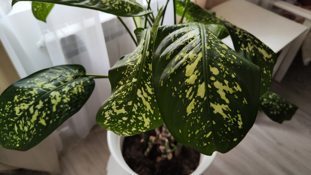 Самое опасное растение — диффенбахия: почему не стоит держать дома. Фото © Shutterstock