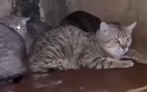 20 кошек провели с умершей хозяйкой целый месяц в одной квартире в Кемерове