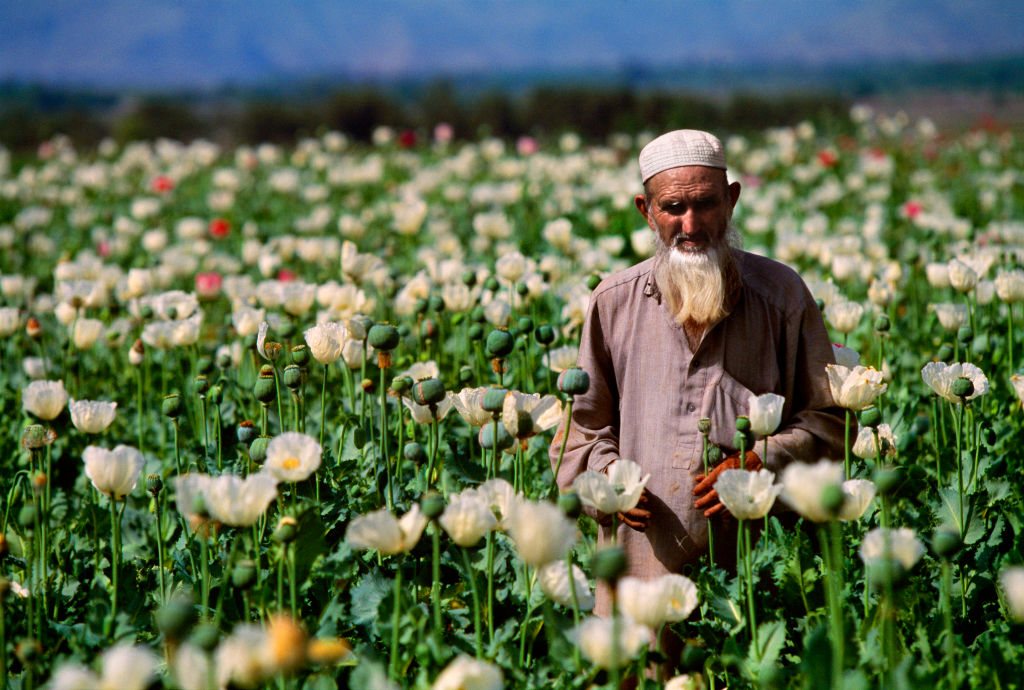 Фермер стоит на возделываемом поле опийного мака в Афганистане. Фото © Getty Images / Reza