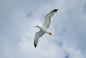 Петербурженка спутала жирную чайку с украинским дроном и вызвала полицию