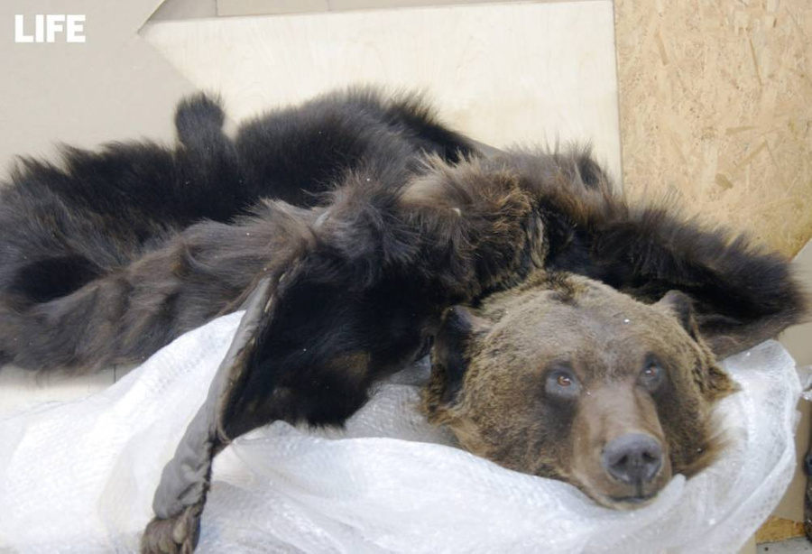 Шкуры медведя планировали незаконно перевезти в Казахстан. Фото © Пресс-служба ФТС