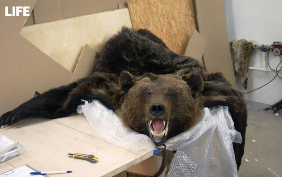 Изъятая шкура медведя. Обложка © Пресс-служба ФТС