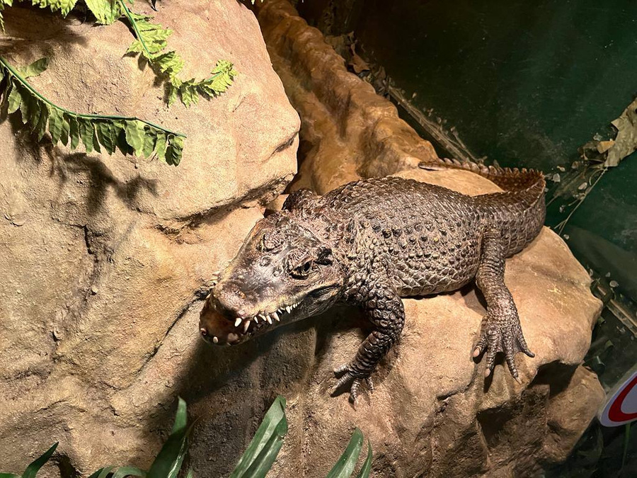 В Москве проверят клуб из-за содержащегося там крокодила. Фото © Telegram / Прокуратура Москвы