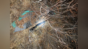 В Магадане охотник принял мужчину в кустах за медведя и убил его