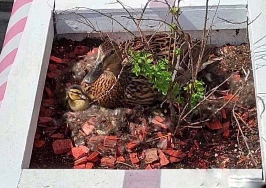 Утка вывела птенцов в кадке для цветов у одного из столичных кафе