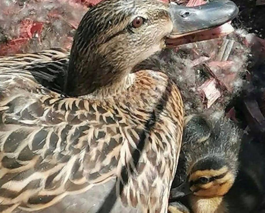 Мама-утка и её детёныши в кадке для цветов у одного из столичных кафе. Фото © t.me / "Новости Москвы"