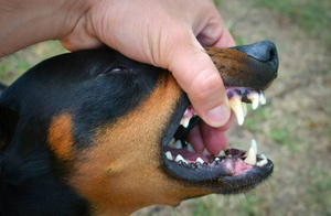 В Приморье овчарка на самовыгуле насмерть растерзала собаку на руках у хозяйки