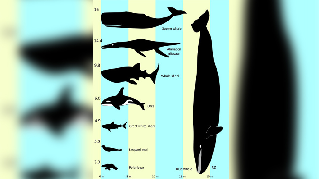 Сравнение размеров обнаруженного плиозавра (с левой стороны второй сверху) с размерами современных животных. Фото © sciencedirect.com