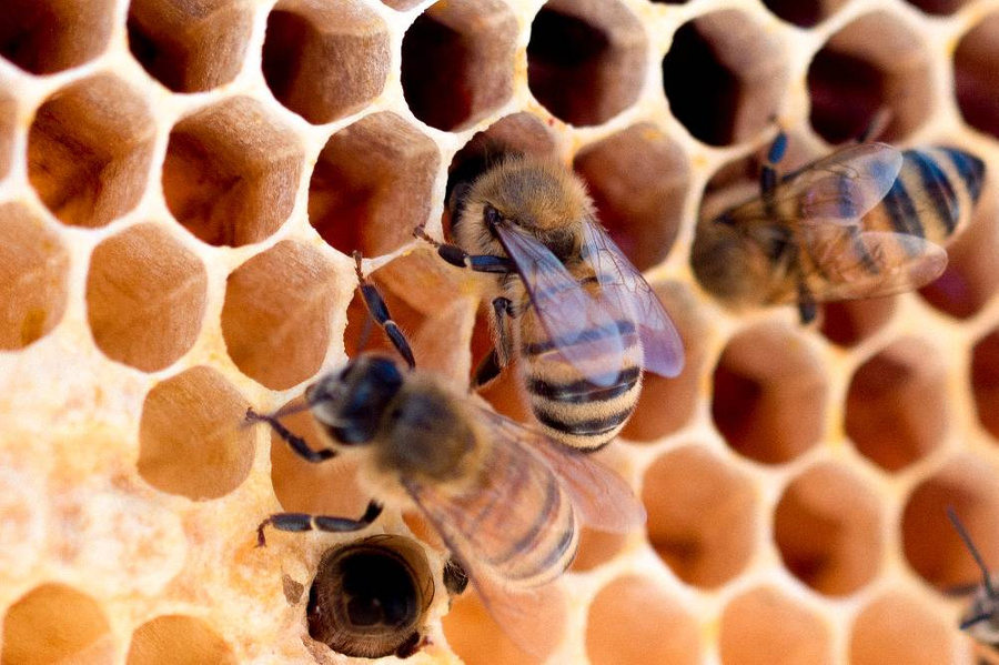 <p>Всемирный день пчёл 20 мая отмечают с 2018 года. Фото © Unsplash / Meggyn Pomerleau</p>