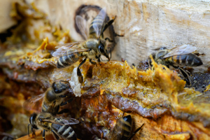 Уролог раскрыл, как пчёлы могут помочь подтянуть мужское здоровье