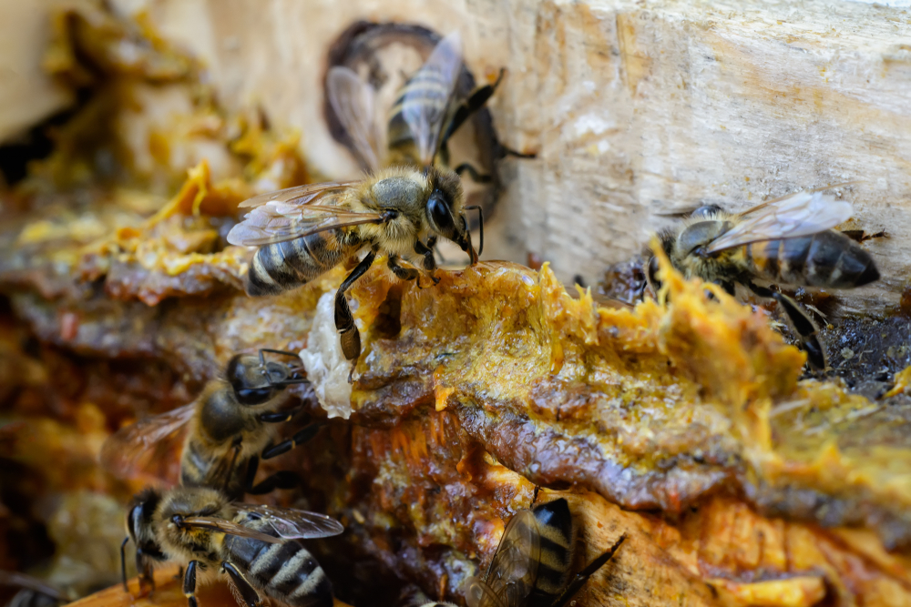 Уролог раскрыл, как пчёлы могут помочь подтянуть мужское здоровье