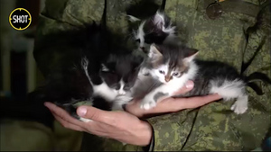 Участник СВО пытается пристроить котят, которых ему родила спасённая на фронте кошка