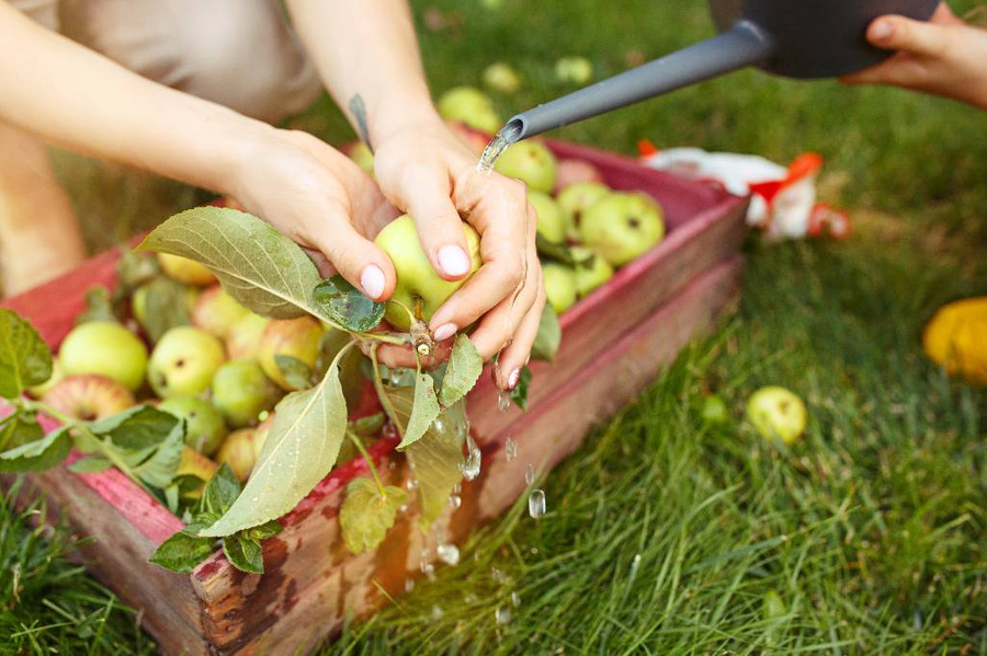 Что нужно знать о летних фруктах и ягодах, чтобы не навредить здоровью? Фото © Freepik / master1305