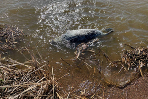 В разных частях Петербурга за день нашли минимум шесть мёртвых тюленей