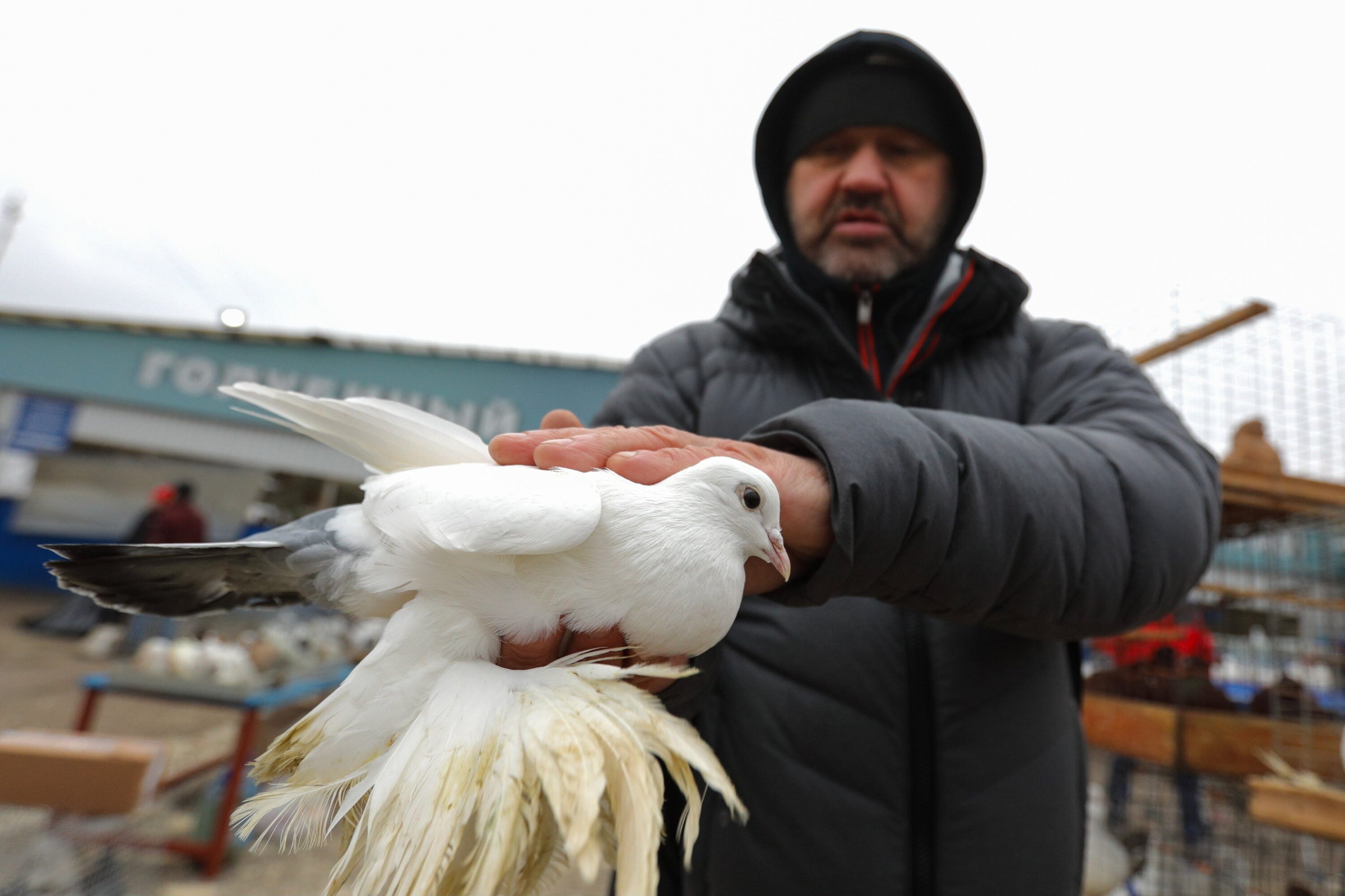 В Москве и Калининграде ввели карантин по птичьему гриппу. Фото © Агентство "Москва" / Кирилл Зыков