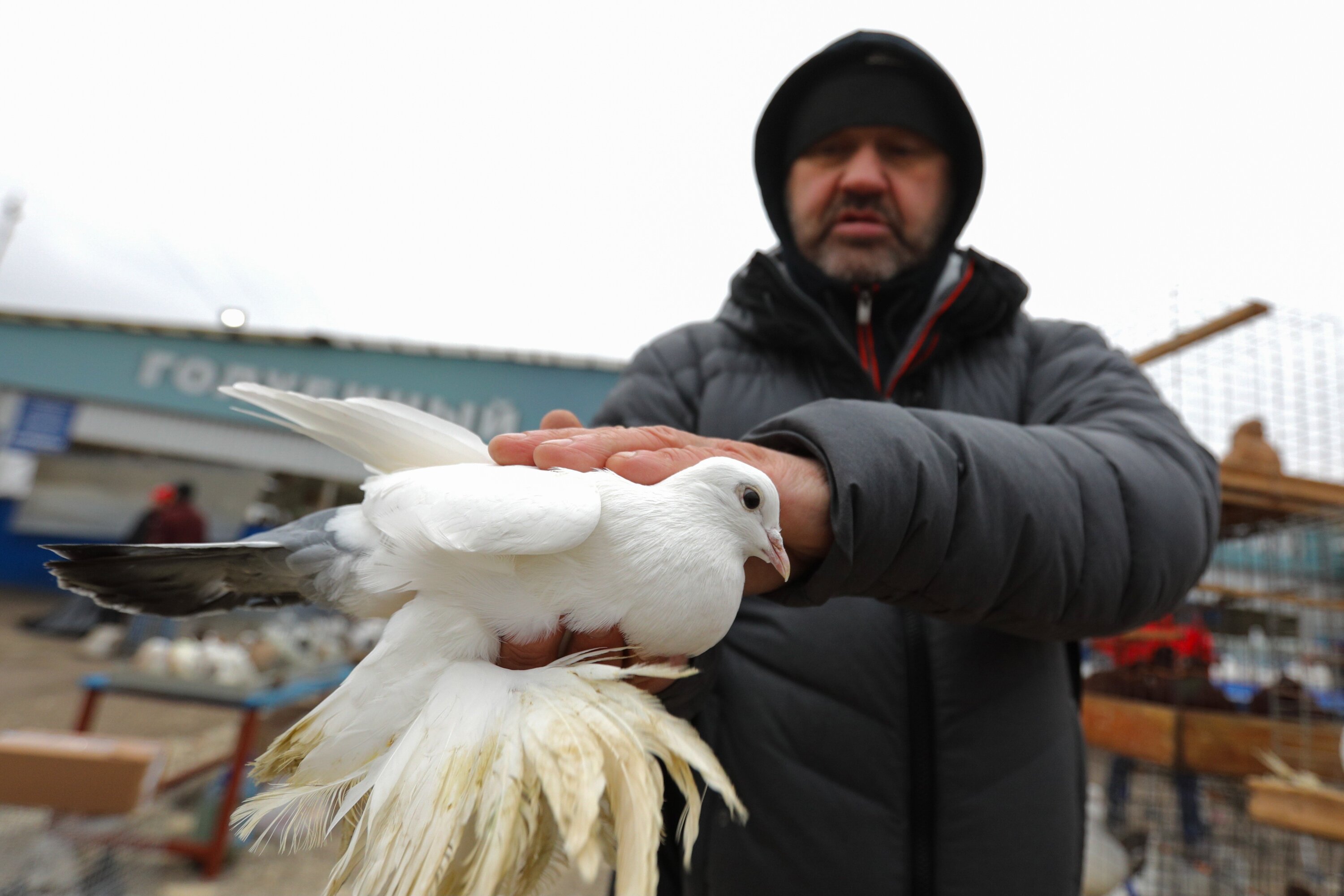 Птичий грипп уже в Москве: что нужно знать о симптомах и профилактике